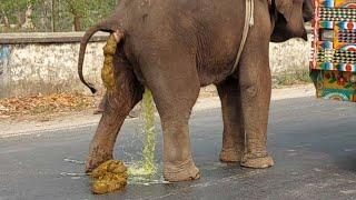 Elephant Video Funny  Bangladeshi Elephant Poop  Watch How Elephant Defecate On Bangladesh Streets