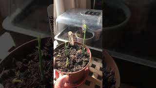 Quick jackfruit seedling #shorts update I think I now have 100% germination in this pot 
