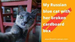 My Russian blue cat with her broken cardboard box wishes you a Happy New Year 2022