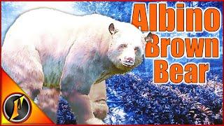 One of Our Rarest Trophies  An Albino Brown Bear