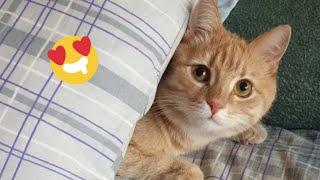  Funniest Cats and Dogs Videos    Hilarious Animal Compilation №486