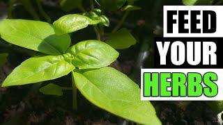 Fertilizing Indoor Herbs - Garden Quickie Episode 119