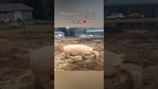 Pig Brings Food To His Sick Brother