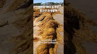 중국산 괴생물체 대한민국 바다 습격하다