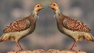 Teetar ki Awaz Partridge sounds Francolin voice best video #teetar #sounds #voice #wildlife #birds