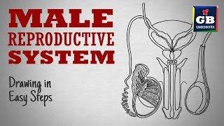 How to draw male reproductive system in easy steps cbse #12th Biology  NCERT class 12  science