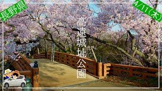 桜名所巡り411（木）高遠城址公園六道堤の桜杵原学校の枝垂れ、南信州の桜を巡ったらやっぱりすごかった。