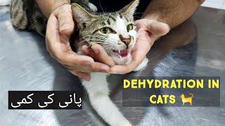 Dehydration In Cats  Signs of Dehydration in Cats  How to Hydrate a Cat at Home