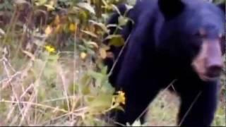 Friendly black bear plays with Virginia fishermen