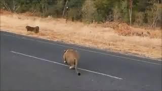 Lion hunting a wilderbeest at Mikumi National Park