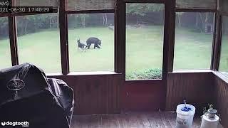 Familys Dog Plays with Black Bear in Back Garden  Dogtooth Media