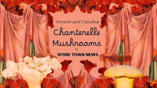 Smooth Chanterelles and Cinnabar Mushrooms - Summer to Fall Find ID and Cook