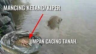 MANCING IKAN KETANGKIPER PAKAI UMPAN CACING TANAHMANCING DI MUARA BELAWAN SUMATERA UTARA.