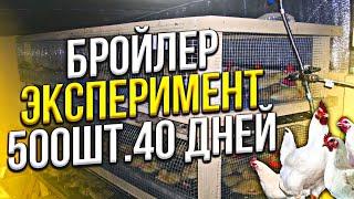 Заработок на бройлере  ЭКСПЕРИМЕНТ на 500шт выращивание бройлера бройлер кобб 500 в курятнике