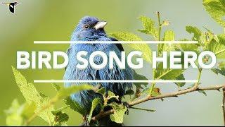 Bird Song Hero The song learning game for everyone