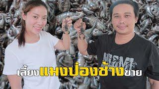 อาชีพสุดแปลก หนุ่มสารคาม เลี้ยงแมงป่องช้าง ส่งตลาดแมลงทอด ตอบโจทย์รายได้ อ.เชียงยืน จ.มหาสารคาม