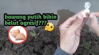 Pembuktian mancing belut sawah pakai Bawang putih bikin belut agresif mancing belut sawah