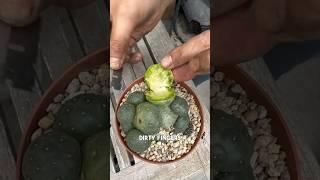 Rotting cactus update What do you think? And how to root a blob? #howtorootacactus #plantrescue