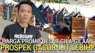 MAKIN MURAH  HARGA MURAI BATU OBRAL 1JT LEBIH BEBAS PILIH BUKAN DI PASAR BURUNG PRAMUKA