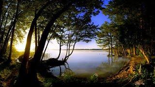 Copyright-free nature video  Free nature video  No copyright nature videos  video nature download