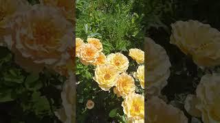 Флорибунды Бургунди Айс Хабабл Кёр де Венди  Amber queen Принцесса Уэльская.