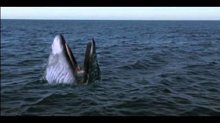 Girl Gets Swallowed By Whale - Viewer Discretion -
