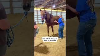 We rescued a former New York City carriage horse ️ #animalrescue