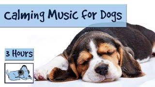 3 and a Half Hours of Calming Music for Dogs