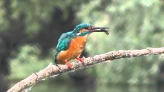 Male Kingfisher at the Nest