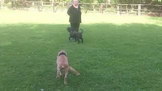 Finlay & Murphy Spaniel pensioners  Teddy Poodle & Teddy Too Spaniel mooching. @DogtrainersUK