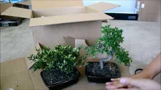 Eastern Leaf Bonsai Tree Unboxing