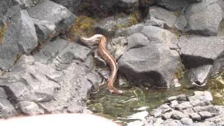 Big Island Hawaii - Eel hunting a crab