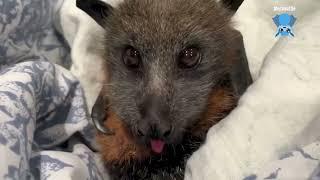 Rescuing a flying-fox in an atrium  this is Sweden