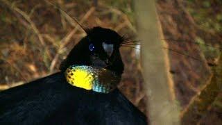 Birds of Paradise Paradiesvögel Burung Cendrawasih Papua Indonesia