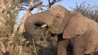 Sound of the African Bushveld Elephants - AFRICAN WILDLIFE