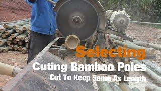 How to Cut Bamboo Poles