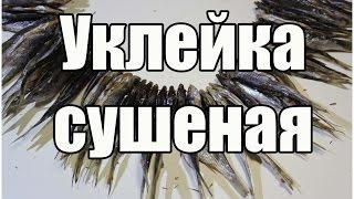 Уклейка сушеная  Как сушить рыбу  Вяленая рыба  Dried fish  Видео Рецепт