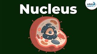 Nucleus  Cell  Infinity Learn