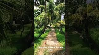 Bali walks video