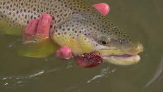 How to Find Trout in Moving Water