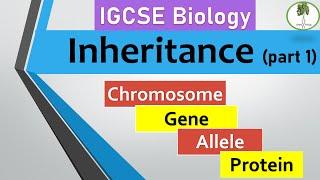 inheritance part 1 Chromosomes genes alleles. IGCSE biology