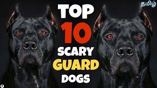 Top 10 scary looking guard dogs  Intimidating  powerful  funny 