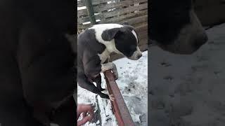 My Dog is a Pro Athlete - Funny Amstaff Fail