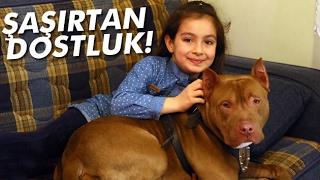 Pitbull ile 8 Yaşındaki Kızın Dostluğu Şaşırtıyor