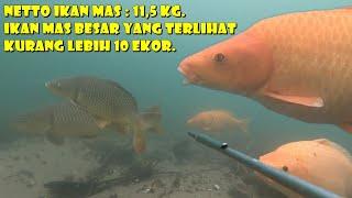 SARANG IKAN MAS BESAR DI DANAU TOBA PULUHAN IKAN MAS BESAR DATANG MENDEKAT.