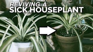 House Plant Rescue Saving a Spider Plant From Death ️