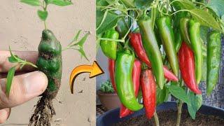 Crazy Skills Growing chilies with chili fruit  100% success