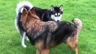 Dogs establishing rank and dominance posturing behaviour to avoid conflict