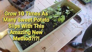 Amazing New Method To Propagate Sweet Potato Slips Part 2