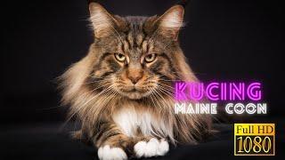 Kucing Maine Coon   maine coon kitten kucing persia merawat kucing persia kucing kampung